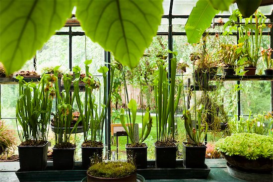 Greenhouse, Botanical Gardens, Padua, Veneto, Italy Photographie de stock - Premium Droits Gérés, Artiste: R. Ian Lloyd, Le code de l’image : 700-03644472