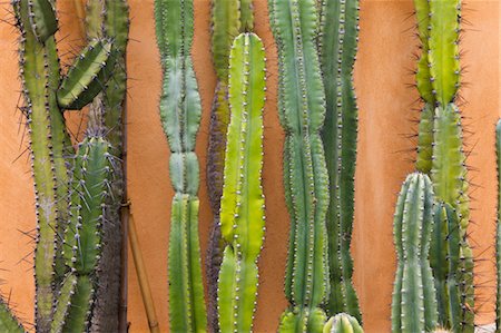 Nahaufnahme von Kakteen, botanische Gärten, Padua, Venetien, Italien Stockbilder - Lizenzpflichtiges, Bildnummer: 700-03644473