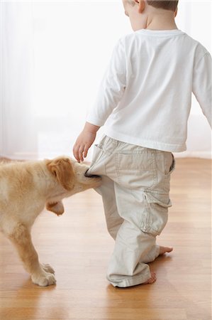 Chiot Goldendoodle tirant sur le pantalon de garçon Photographie de stock - Rights-Managed, Code: 700-03644596