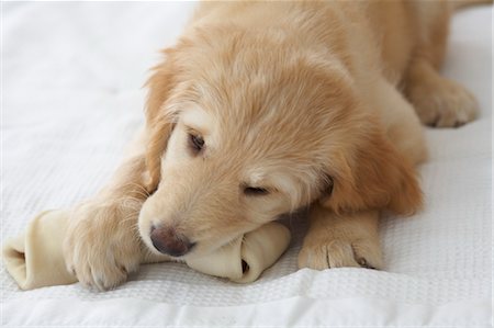 Goldendoodle Puppy Chewing on Bone Stock Photo - Rights-Managed, Code: 700-03644591