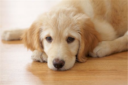 sad dogs - Portrait of Goldendoodle Puppy Stock Photo - Rights-Managed, Code: 700-03644606