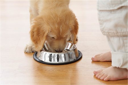 dog bowl - Goldendoodle Puppy Drinking Water Stock Photo - Rights-Managed, Code: 700-03644603