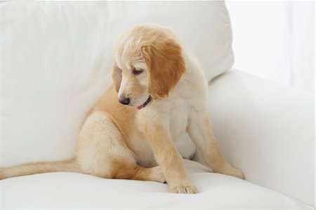 Goldendoodle Puppy Sitting in Chair Stock Photo - Rights-Managed, Code: 700-03644616