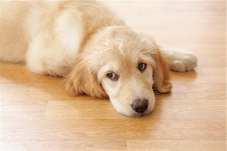 Portrait of Goldendoodle Puppy Stock Photo - Rights-Managed, Code: 700-03644617