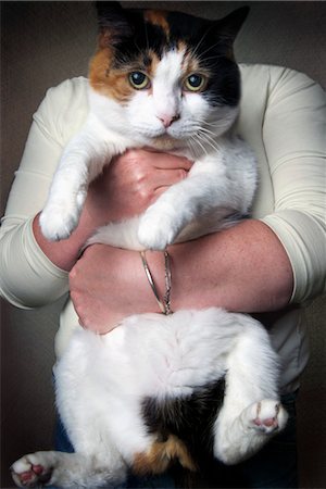Woman Holding Overweight Cat Stock Photo - Rights-Managed, Code: 700-03644662