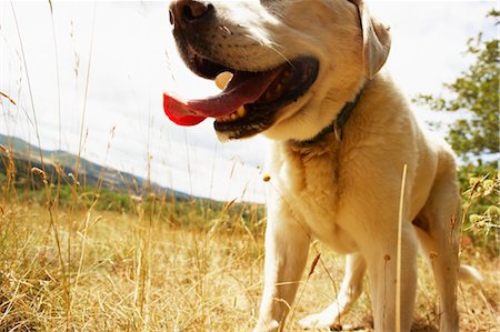 Close-up of Dog, Domaine de l'Ardagnole, Fajac-en-Val, Aude, Languedoc Roussillon, France Stock Photo - Rights-Managed, Code: 700-03644729
