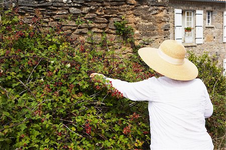 puzant apkarian - Woman Gardening, Domaine de l'Ardagnole, Fajac-En-Val, Aude, Languedoc Roussillon, Frankreich Stockbilder - Lizenzpflichtiges, Bildnummer: 700-03644734