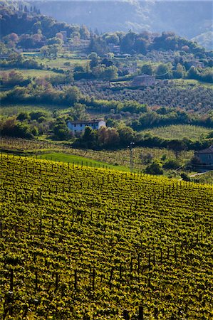 Vineyard near Orvieto, Umbria, Italy Stock Photo - Rights-Managed, Code: 700-03641194
