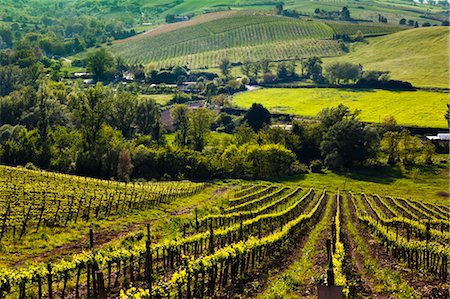 región vinícola - Vineyard near Orvieto, Umbria, Italy Foto de stock - Con derechos protegidos, Código: 700-03641195
