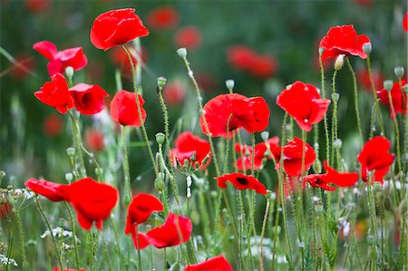 Coquelicots, Ombrie, Italie Photographie de stock - Rights-Managed, Code: 700-03641237