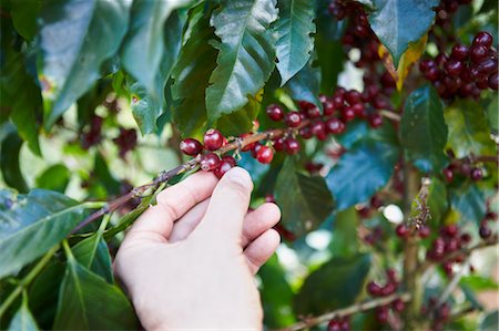 pictures of coffee beans and berry - Hand Picking Coffee Berries Stock Photo - Rights-Managed, Code: 700-03654501