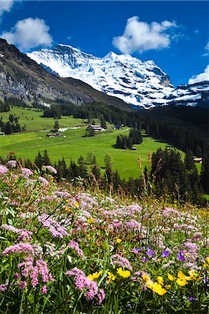 flower field - Wildflowers, Jungfrau Region, Bernese Alps, Switzerland Stock Photo - Rights-Managed, Code: 700-03654545