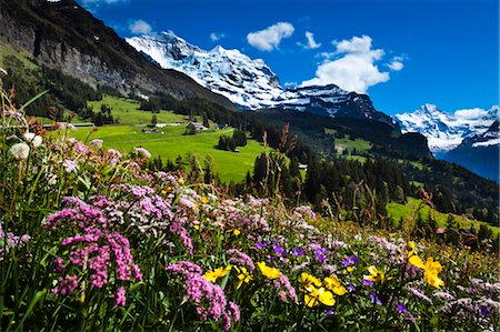 sky mountain flowers - Wildflowers, Jungfrau Region, Bernese Alps, Switzerland Stock Photo - Rights-Managed, Code: 700-03654546