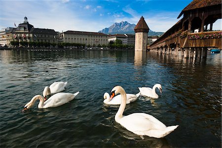 Swans and Chapel Bridge, Lucerne, Switzerland Foto de stock - Con derechos protegidos, Código: 700-03654582