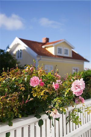 swedish - Roses and White Fence in front of House Stock Photo - Rights-Managed, Code: 700-03659254