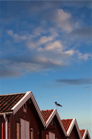 european beach huts - Wooden houses, Smoegen, Bohuslaen, Sweden Stock Photo - Rights-Managed, Code: 700-03659267