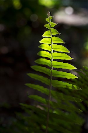 simsearch:700-03768699,k - Close-up of Sunlight on Boston Fern, Ubon Ratchathani, Ubon Ratchathani Province, Thailand Foto de stock - Con derechos protegidos, Código: 700-03665028