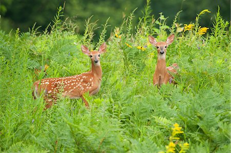 spotted (animal) - Les faons jumeaux, Eagle Lake près de Haliburton, Ontario, Canada Photographie de stock - Rights-Managed, Code: 700-03665635