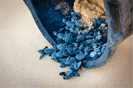 Green Sea Turtle Hatchlings being Released after Incubation, Sumba, Lesser Sunda Islands, Indonesia Stock Photo - Rights-Managed, Code: 700-03665782