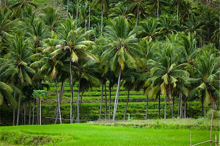sumba - Palm Trees and Rice Terraces, Sumba, Lesser Sunda Islands, Indonesia Foto de stock - Con derechos protegidos, Código: 700-03665799