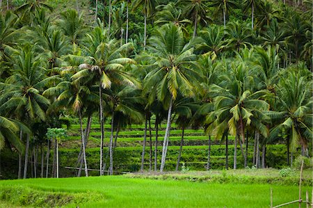 Palm Trees and Rice Terraces, Sumba, Lesser Sunda Islands, Indonesia Stock Photo - Rights-Managed, Code: 700-03665799