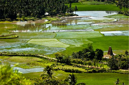 Rice Fields, West Sumba, Lesser Sunda Islands, Indonesia Foto de stock - Con derechos protegidos, Código: 700-03665802