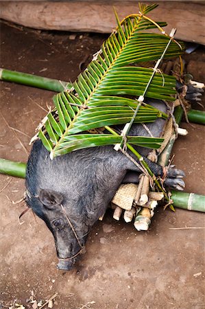 funeral - Pig Prepared for Funeral Ceremony in Waihola village, Sumba, Indonesia Stock Photo - Rights-Managed, Code: 700-03665819