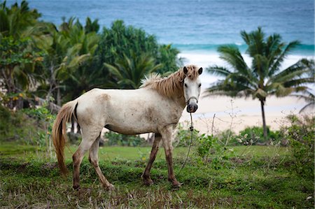 sumba - Horse near Ocean Shore, Sumba, Lesser Sunda Islands, Indonesia Foto de stock - Con derechos protegidos, Código: 700-03665825