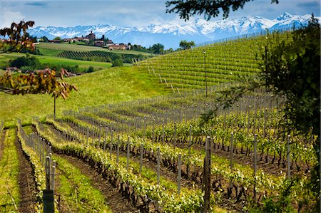 pastoral scene - Barolo, Cuneo Province, Piedmont, Italy Stock Photo - Rights-Managed, Code: 700-03660114