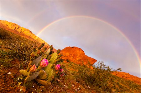 prickly pear cactus - Rainbow over Valley of Fire State Park, Nevada, USA Foto de stock - Con derechos protegidos, Código: 700-03685752