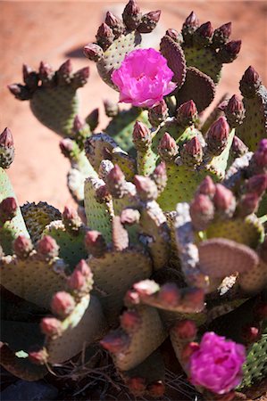 figuier de barbarie - Gros plan de Prickly Pear Cactus, vallée du parc d'état de feu, Nevada, USA Photographie de stock - Rights-Managed, Code: 700-03685760
