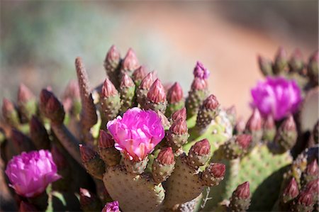 parque estatal del valle de fuego - Close-up of Prickly Pear Cactus, Valley of Fire State Park, Nevada, USA Foto de stock - Con derechos protegidos, Código: 700-03685761