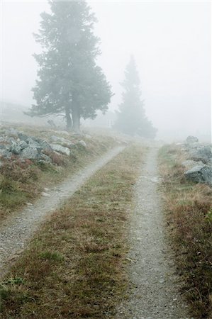 earth day - Mist Over Path, Sweden Foto de stock - Con derechos protegidos, Código: 700-03685771