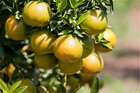 südostasien - Mandarin Orangen am Baum, Myanmar Stockbilder - Lizenzpflichtiges, Bildnummer: 700-03685825