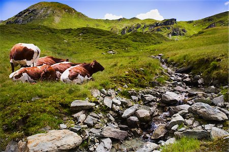 Cows in Meadow, Zell am See, Austria Foto de stock - Con derechos protegidos, Código: 700-03685938