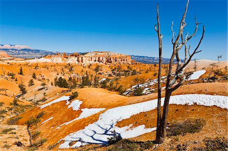 parc national de bryce canyon - Arbre mort et paysage de grès, Parc National de Bryce Canyon, Utah, USA Photographie de stock - Rights-Managed, Code: 700-03686017