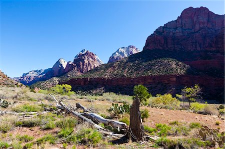 simsearch:700-03686027,k - Dead Tree et tours de la Vierge, Zion National Park, Utah, Etats-Unis Photographie de stock - Rights-Managed, Code: 700-03686026