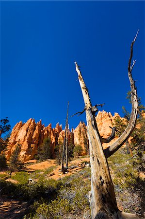 Dead Tree with Red Sandstone Rock Formation, Bryce Canyon National Park, Utah, USA Stock Photo - Rights-Managed, Code: 700-03686020