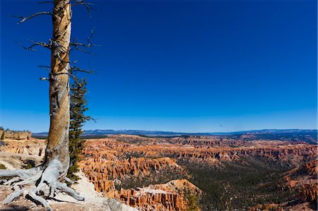 parc national de bryce canyon - Arbre mort aperçu du Parc National de Bryce Canyon, Utah, USA Photographie de stock - Rights-Managed, Code: 700-03686021