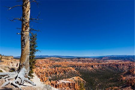 dead tree in desert - Dead Tree with Overview of Bryce Canyon National Park, Utah, USA Stock Photo - Rights-Managed, Code: 700-03686021