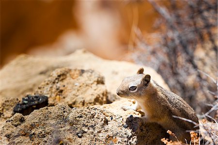 rongeur - Tamia rayé, le Parc National de Bryce Canyon, Utah, USA Photographie de stock - Rights-Managed, Code: 700-03686022
