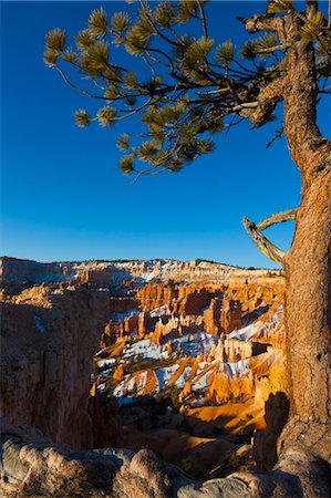 parc national de bryce canyon - Aube au Parc National de Bryce Canyon, Utah, USA Photographie de stock - Rights-Managed, Code: 700-03686032