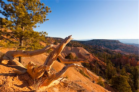 Dawn at Bryce Canyon National Park, Utah, USA Foto de stock - Con derechos protegidos, Código: 700-03686033