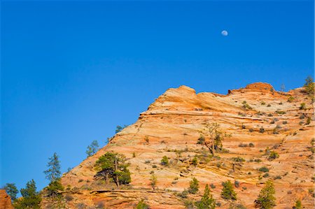 planta del desierto - Moon over Rock Formation, Zion National Park, Utah, USA Foto de stock - Con derechos protegidos, Código: 700-03686043