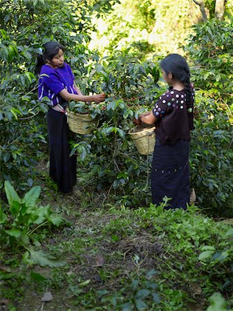 Guatemalan Girls Picking Coffee Cherries, Finca Vista Hermosa, Huehuetenango, Guatemala Stock Photo - Rights-Managed, Code: 700-03686207