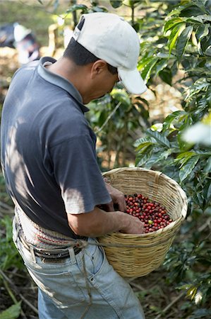 plantación de café - Man Picking Coffee Cherries, Finca Vista Hermosa, Huehuetenango, Guatemala Foto de stock - Con derechos protegidos, Código: 700-03686210