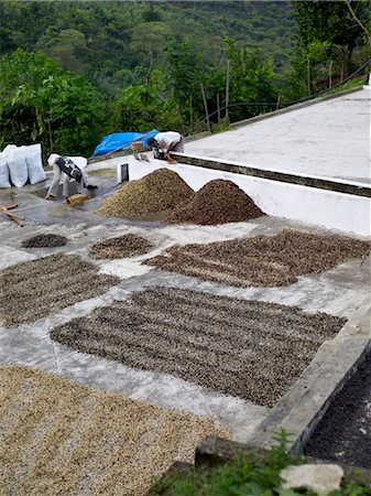 Workers Washing and Drying Coffee Beans, Finca Vista Hermosa, Huehuetenango, Guatemala Stock Photo - Rights-Managed, Code: 700-03686224