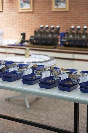 Coffee Grading at ANACAFE, Guatemala Stock Photo - Rights-Managed, Code: 700-03686227