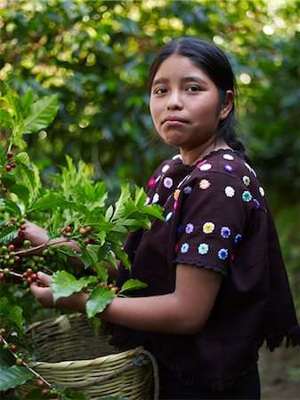 Guatemalan Girl Picking Coffee Cherries on Coffee Plantation, Finca Vista Hermosa, Huehuetenango, Guatemala Foto de stock - Con derechos protegidos, Código: 700-03686221