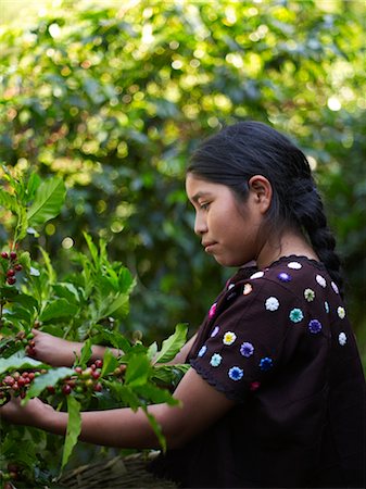 Guatemalan Girl Picking Coffee Cherries on Coffee Plantation, Finca Vista Hermosa, Huehuetenango, Guatemala Stock Photo - Rights-Managed, Code: 700-03686222